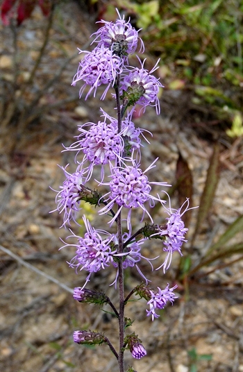 {Liatris squarrulosa}